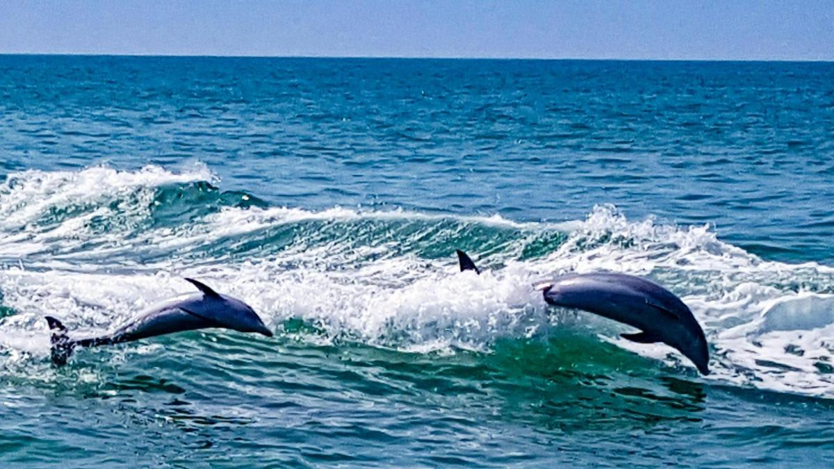 un grupo de delfines nadando en el océano