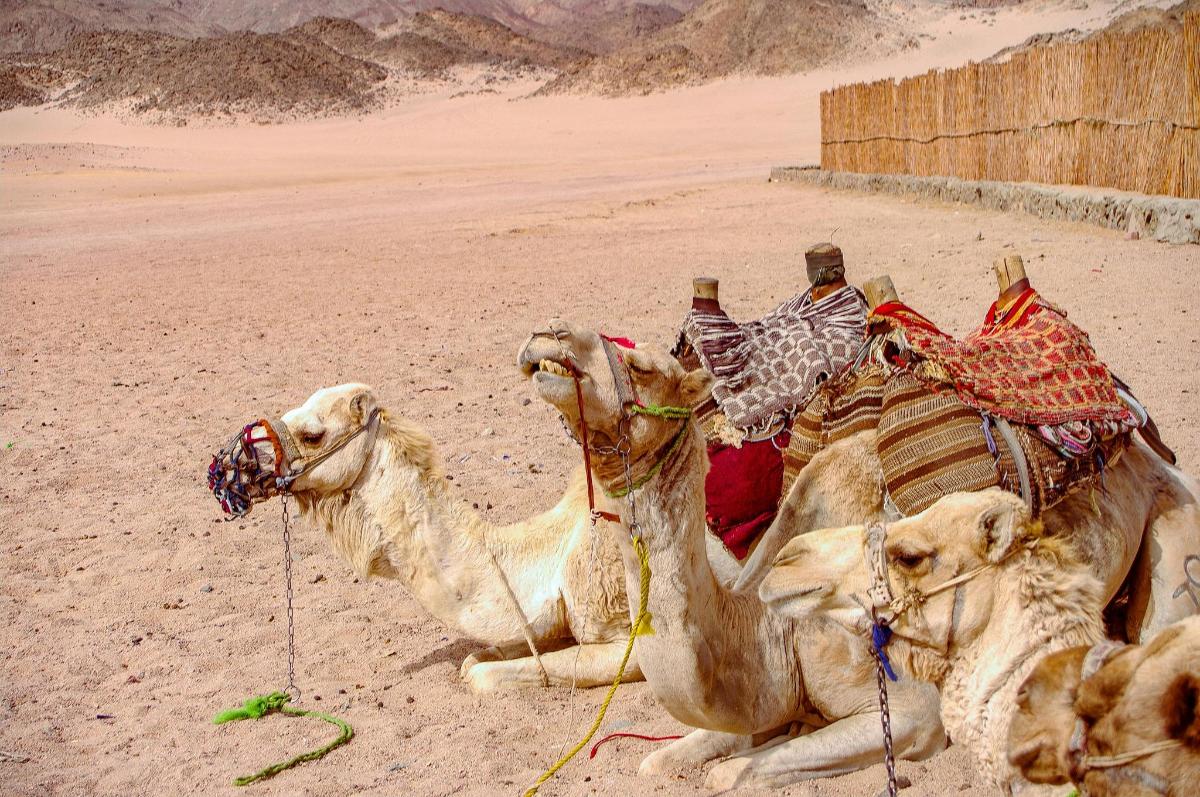 a group of camels laying in the desert