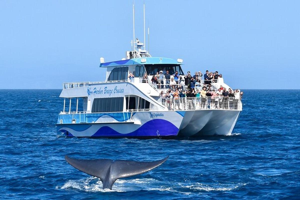 a large boat with a dolphin in the ocean