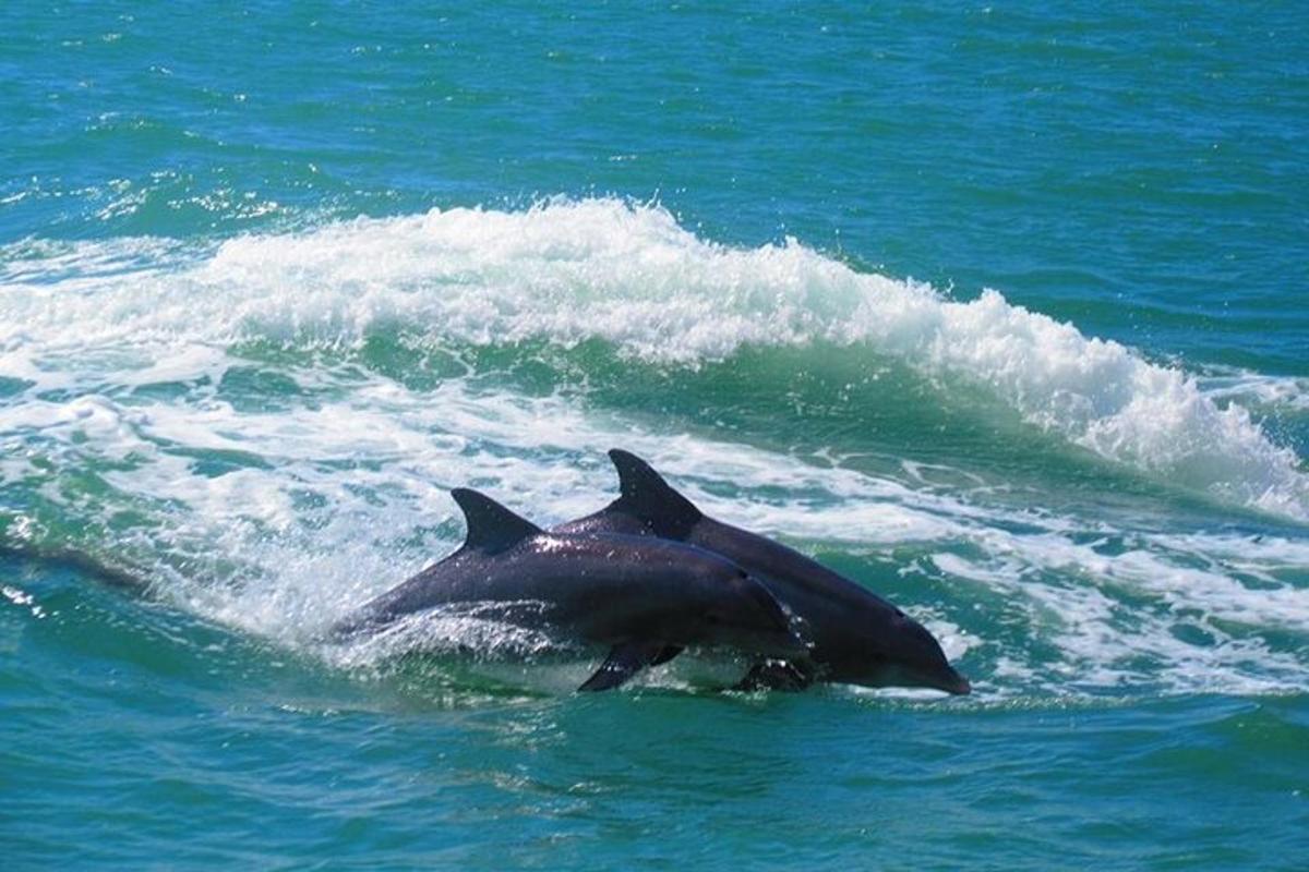 two dolphins are swimming in the water