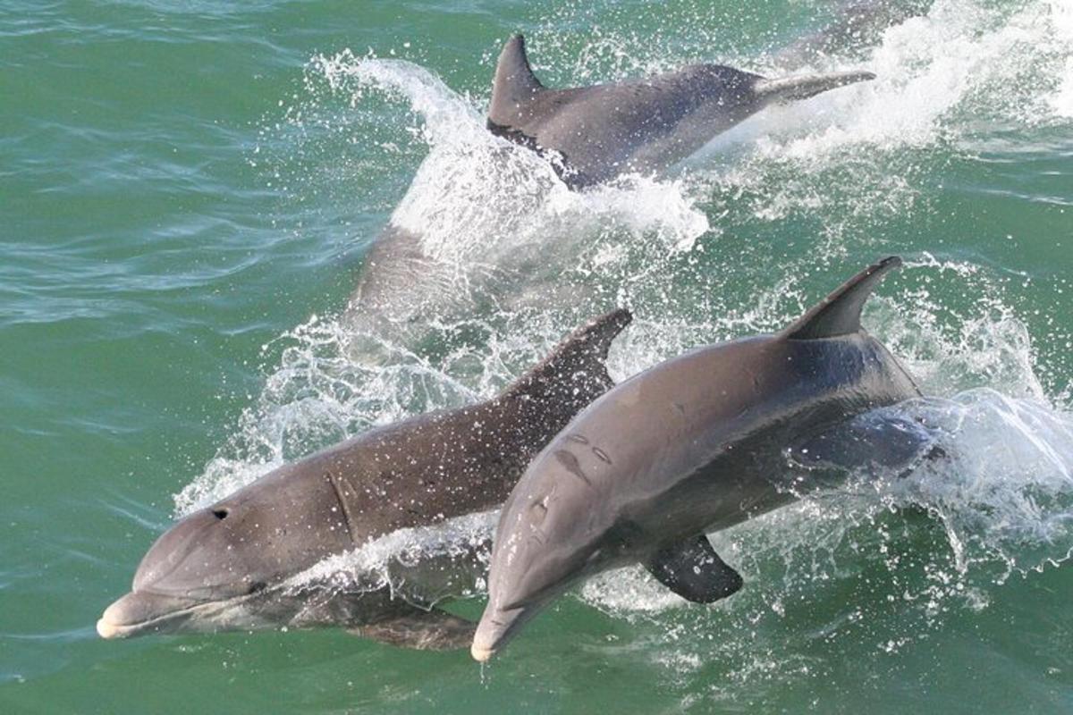 a group of dolphins swimming in the water