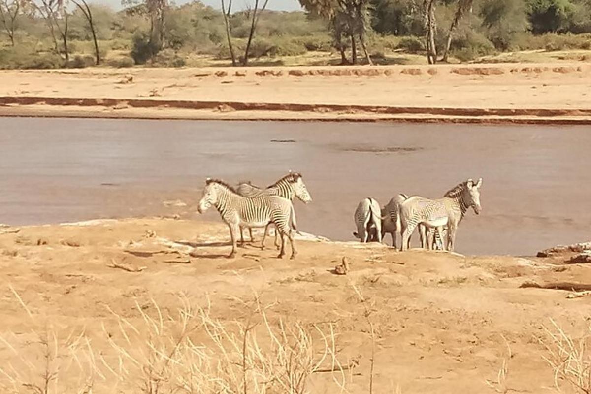 un grup de zebres dempeus davant d'una massa d'aigua