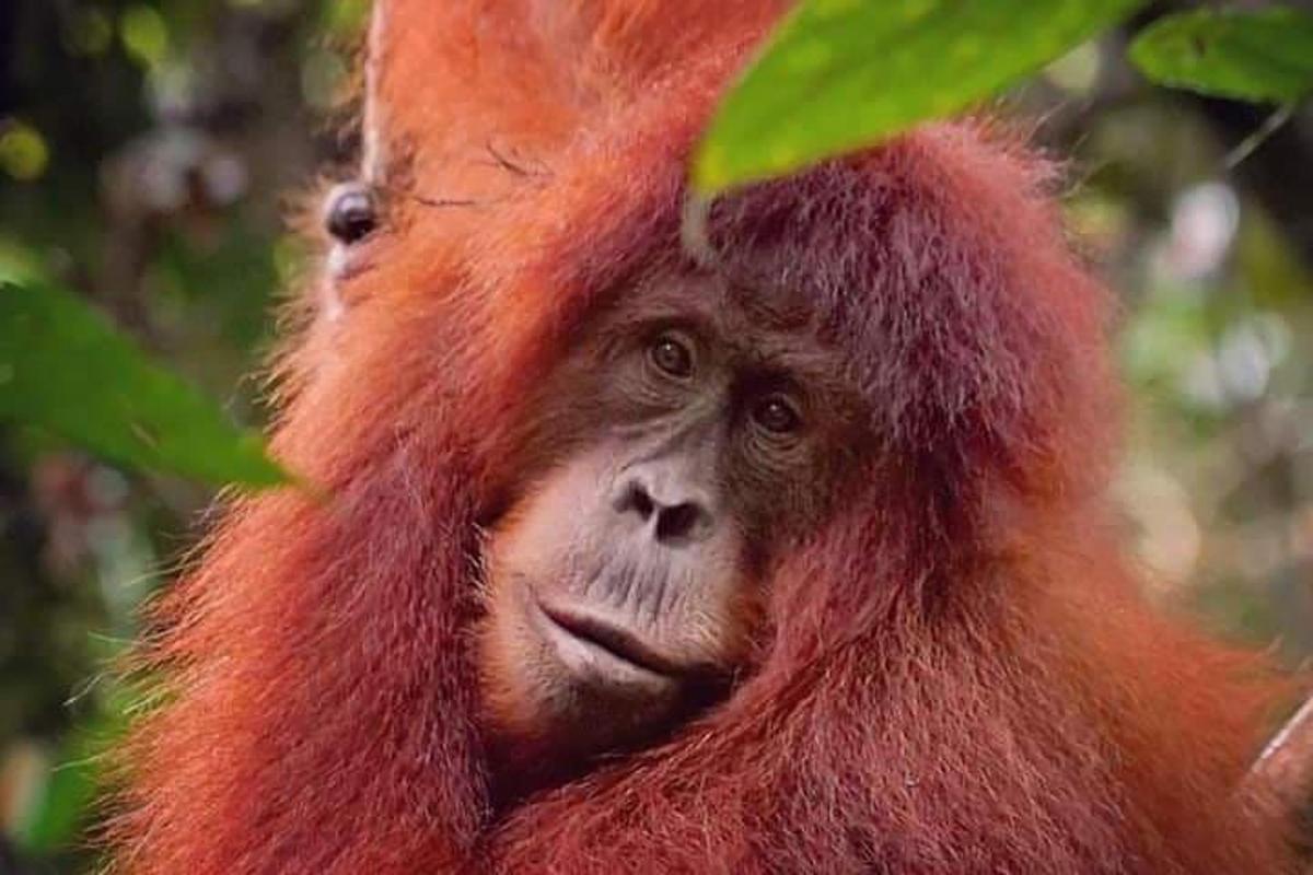 a close up of a monkey in a tree
