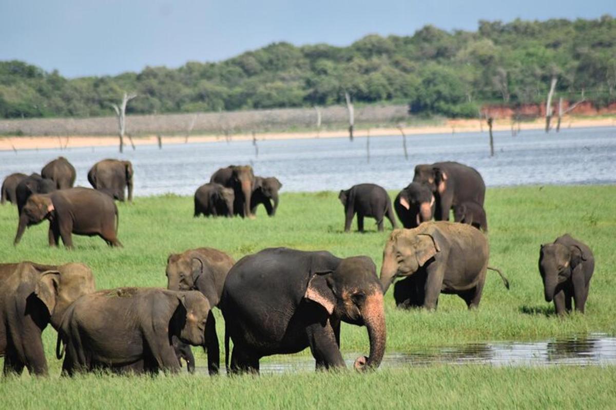 a herd of elephants standing in a field near water