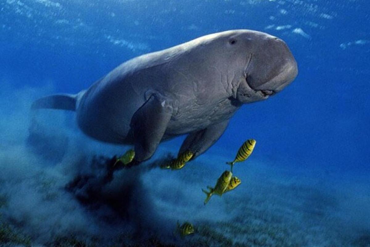 delfin pływający w wodzie z rybą