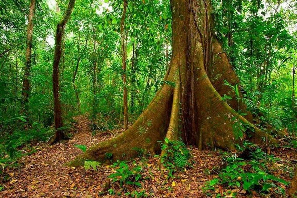 a large tree in the middle of a forest