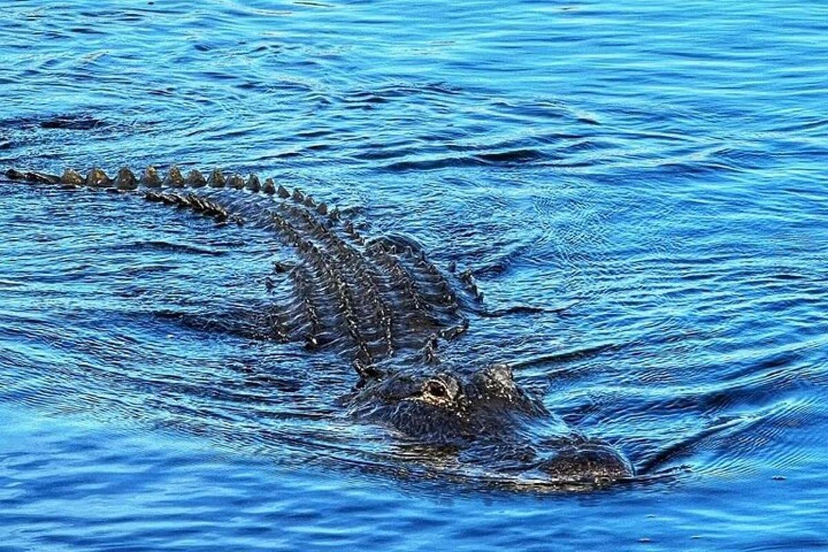 ein Alligator, der im Wasser schwimmt