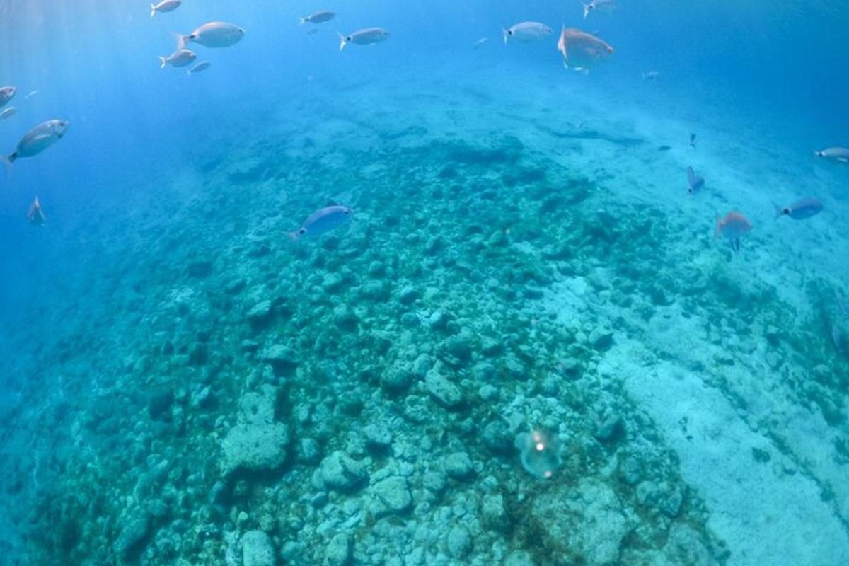 un grup de peixos nedant al voltant d'un escull de corall