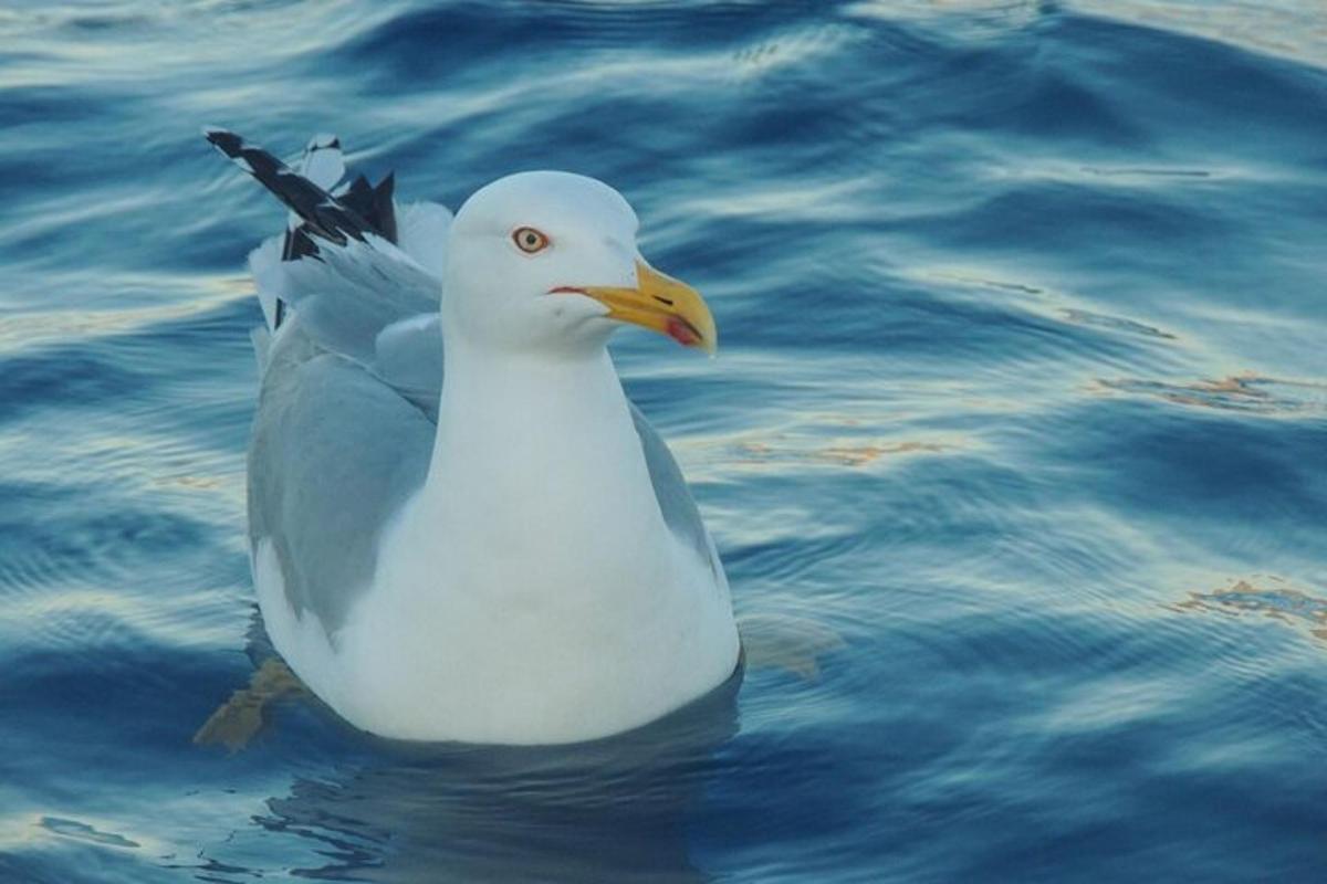 a white bird is swimming in the water