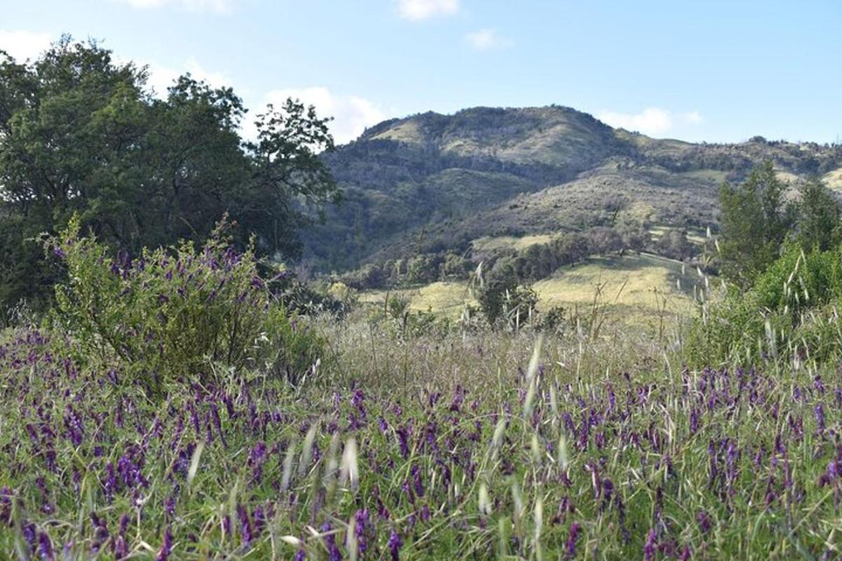 a field of purple flowers in front of a mountain