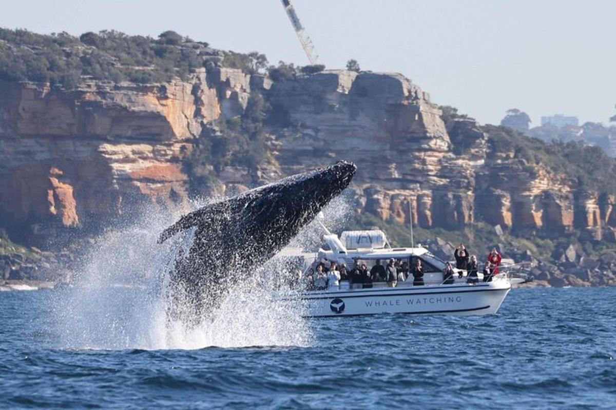 a whale jumping out of the water in a boat