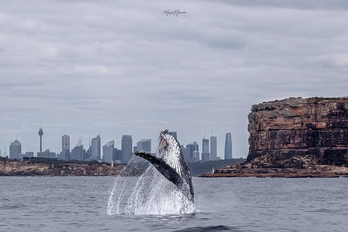 a dolphin jumping out of the water with a city