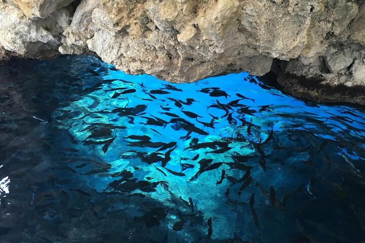 um grupo de peixes nadando em uma caverna