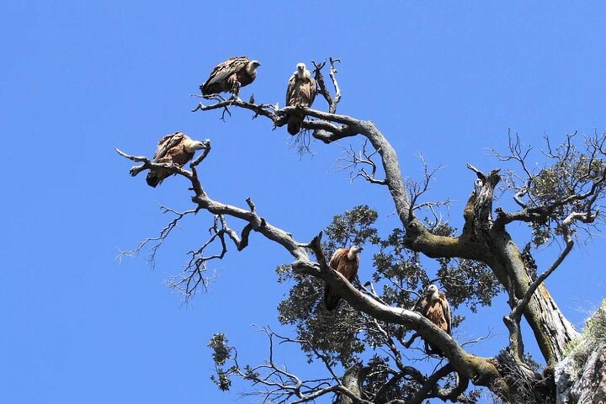 a group of birds perched on top of a tree