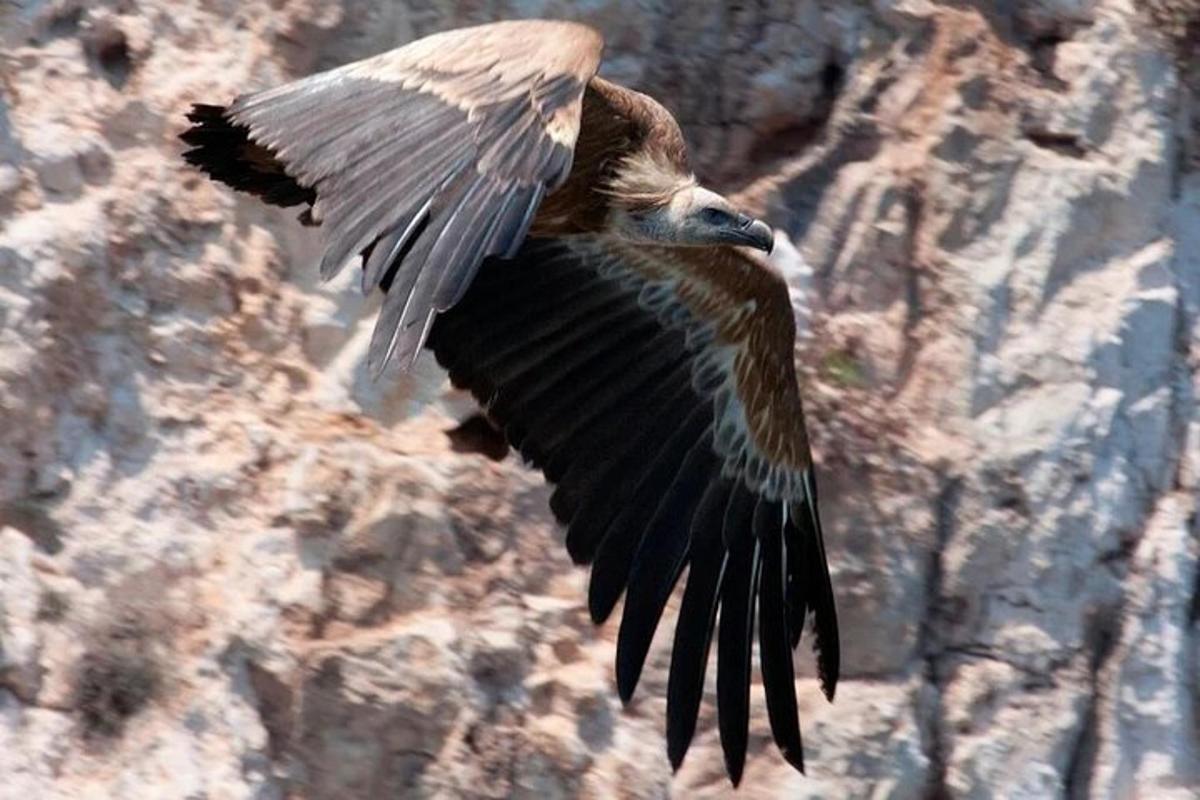 a bird flying in the air next to a rock