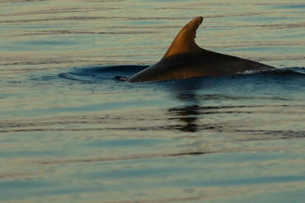 a dolphin swimming in the water