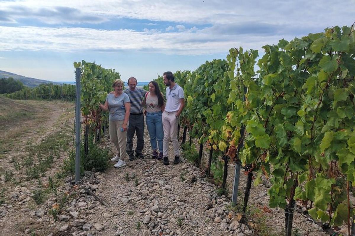 a group of people walking through a vineyard