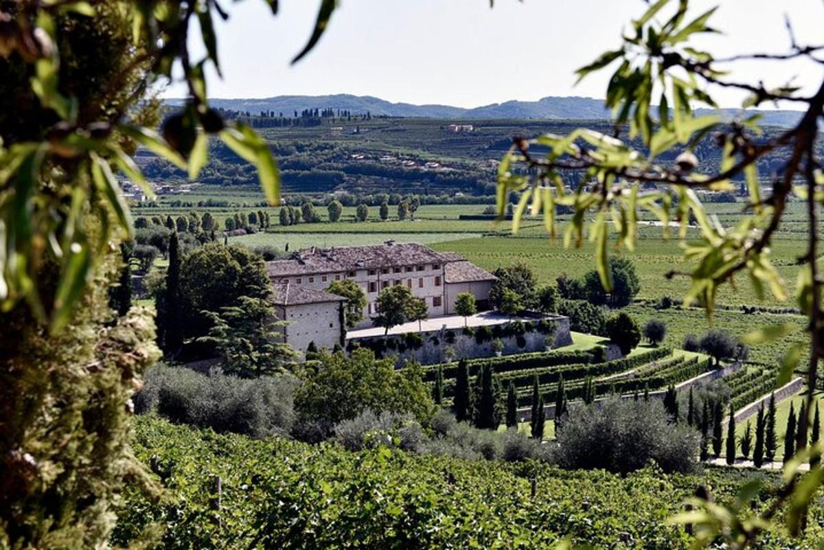 vinograd z zgradbo sredi polja