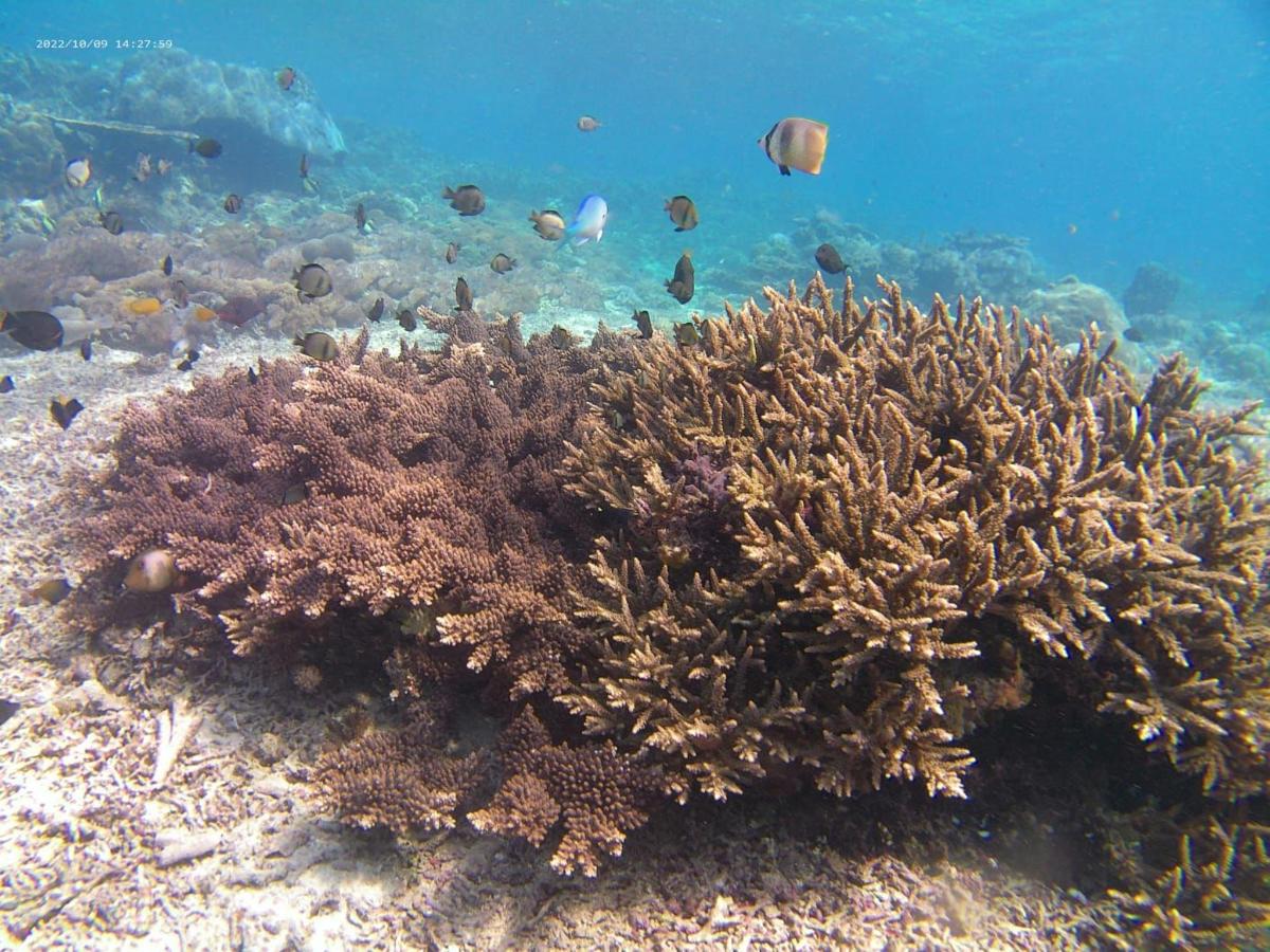 a coral reef with fish in the water