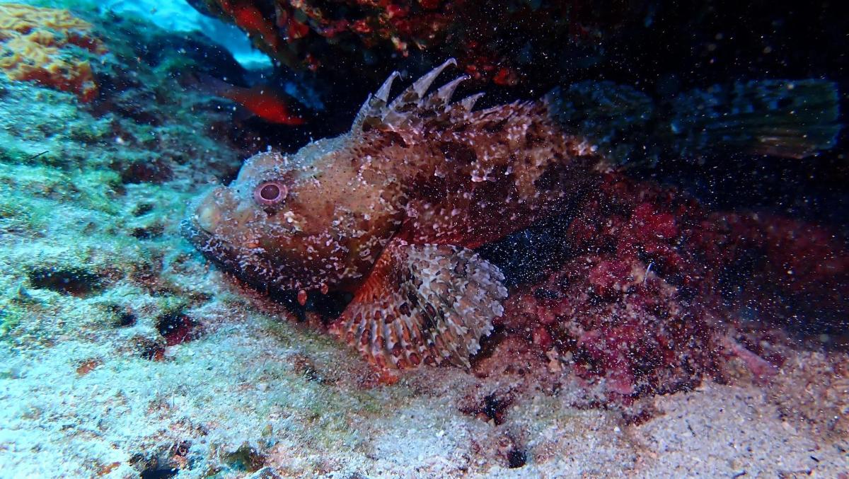 a fish is sitting on a coral reef