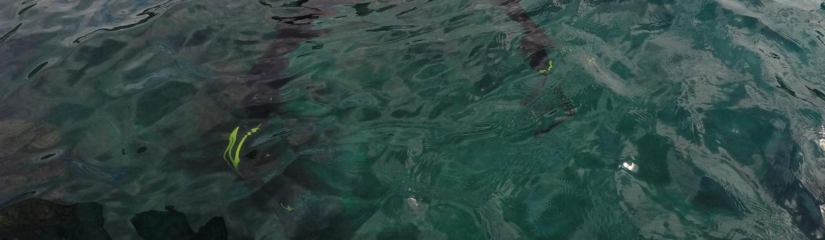 a group of fish swimming in the water