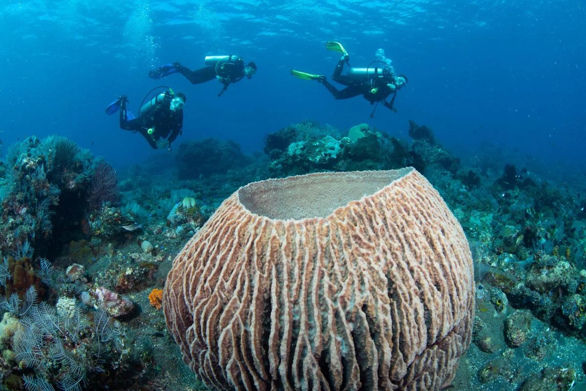 a group of people swimming over a coral reef