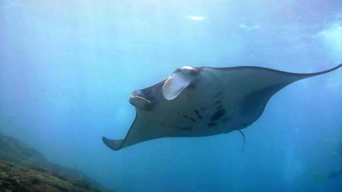 a stingray swimming in the water in the ocean