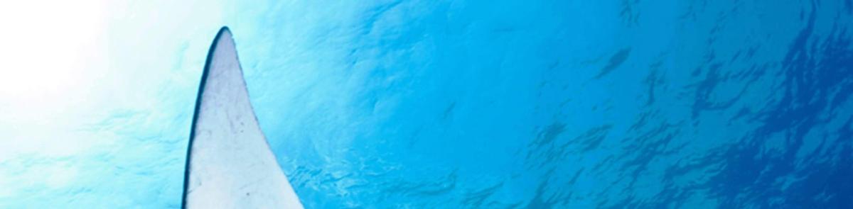 a view of the top of a surfboard in the water