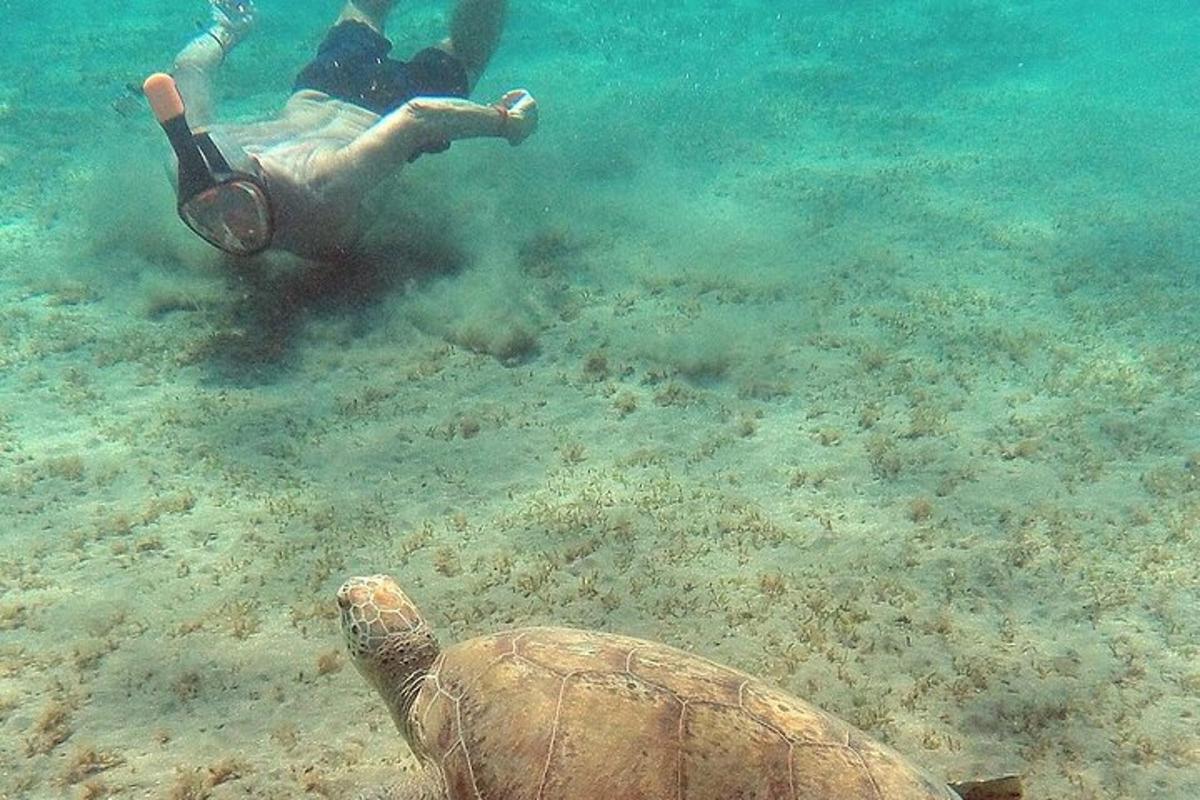 Una tortuga en el océano con una persona en el agua.