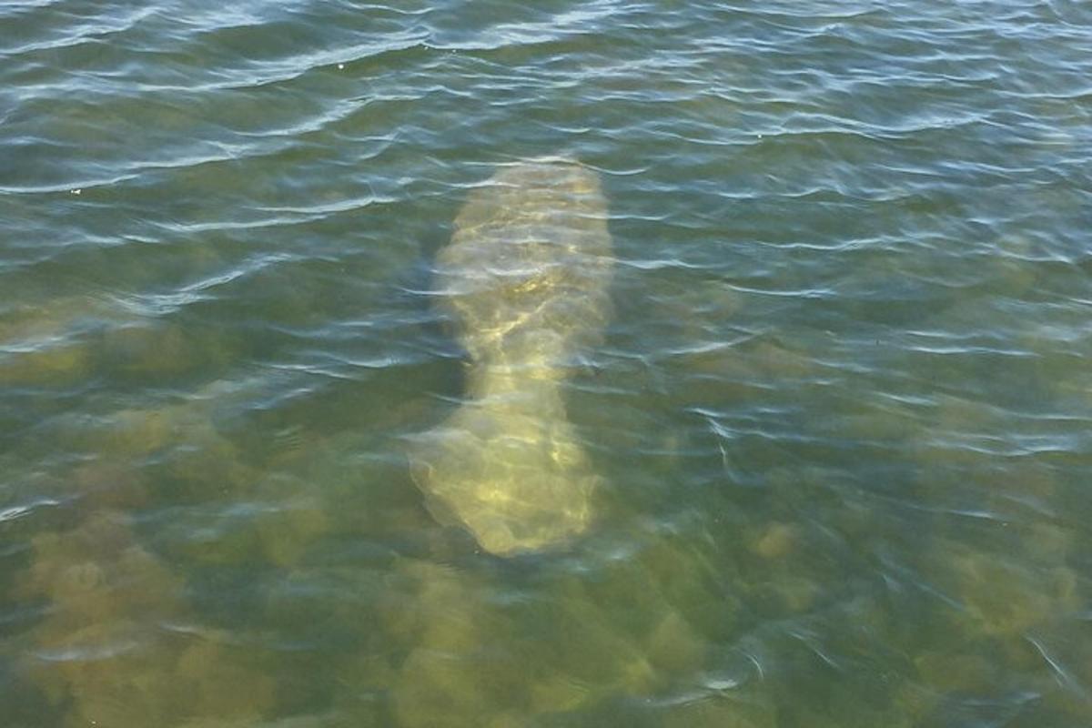 a crocodile is swimming in the water