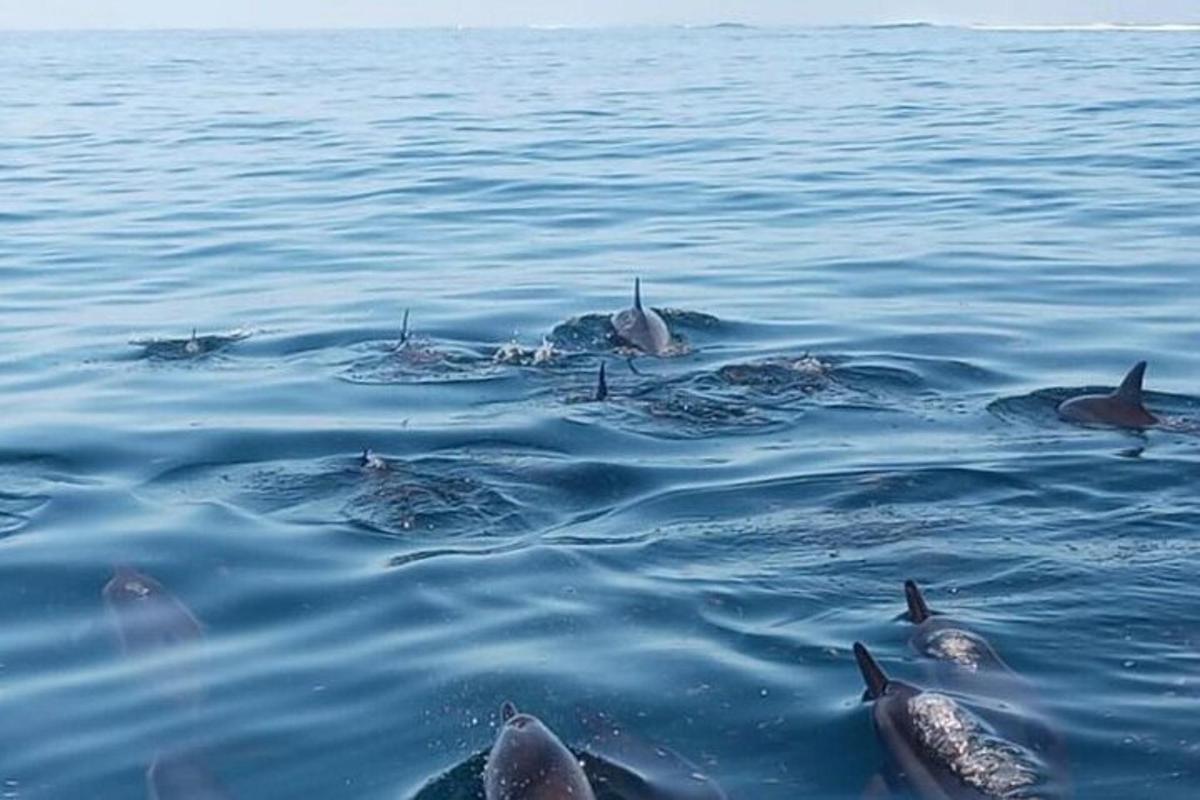 sekumpulan ikan lumba-lumba berenang di dalam air