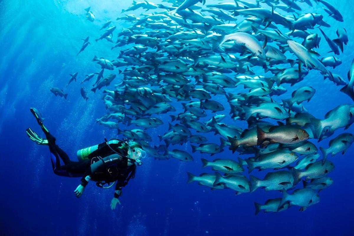 seorang pria berenang di depan sekelompok besar ikan