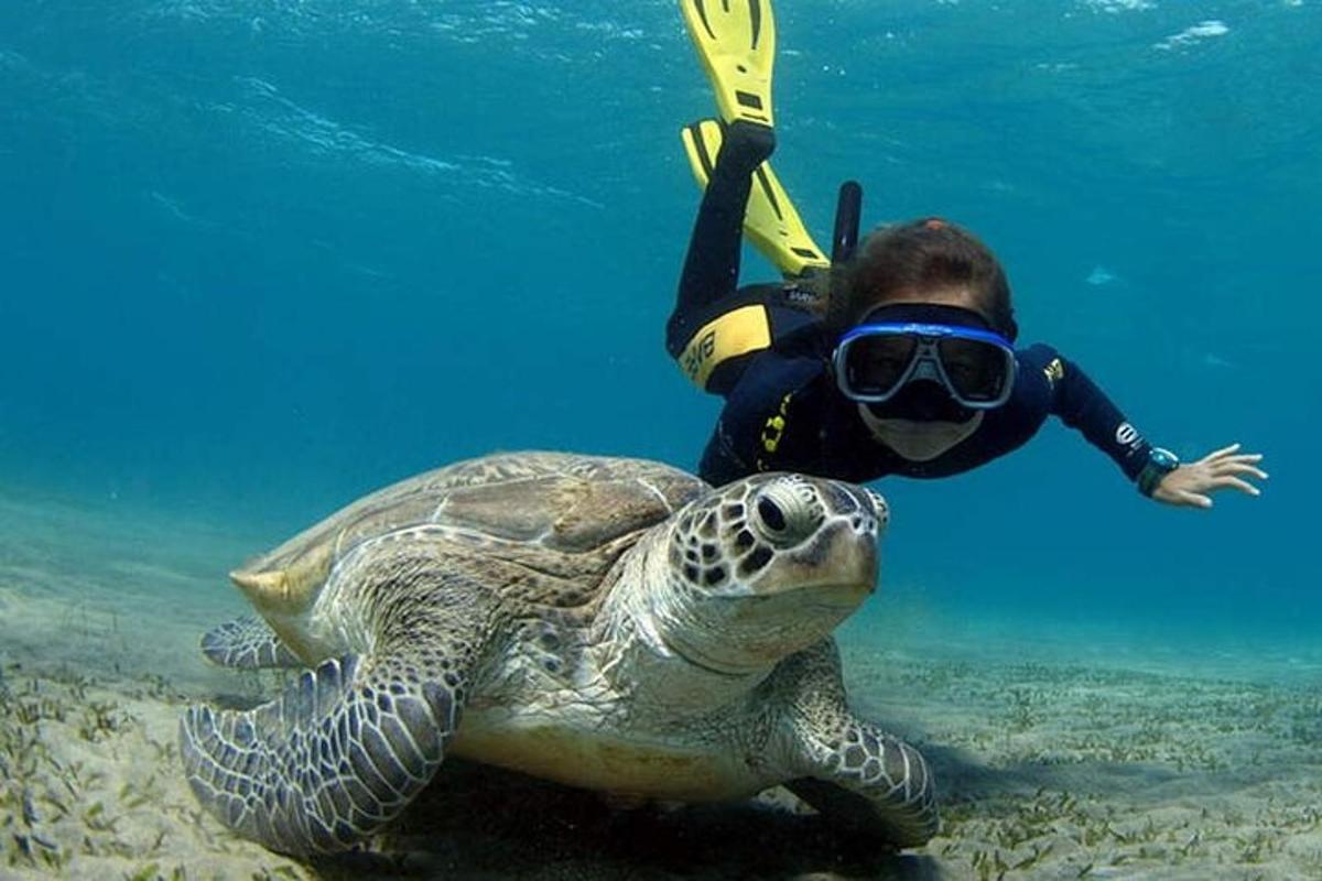 muž se šnorchlem nad želvou v oceánu