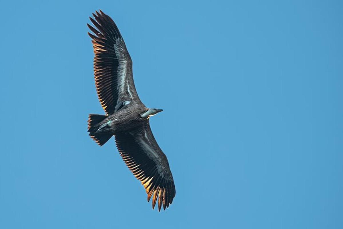 un ocell volant al cel