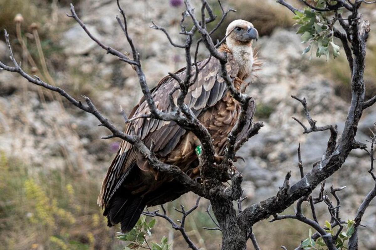 a bird perched on top of a tree branch