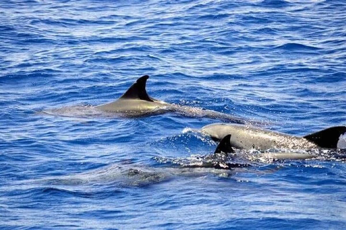 μια ομάδα δελφινιών που κολυμπούν στο νερό