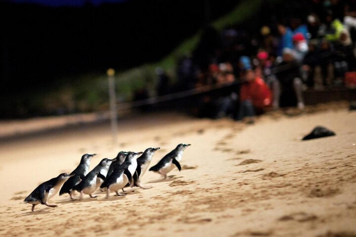a group of birds walking on a beach