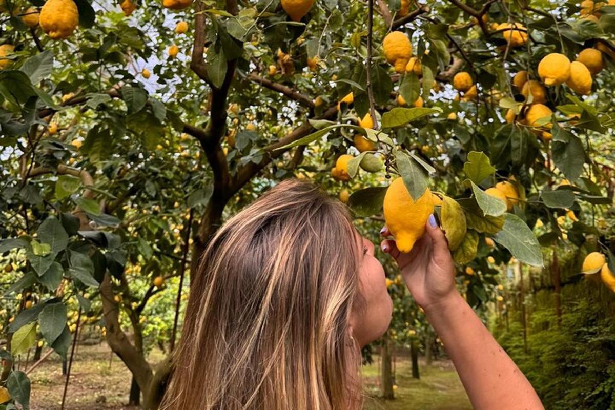 Μια γυναίκα μαζεύει πορτοκάλια από μια πορτοκαλιά