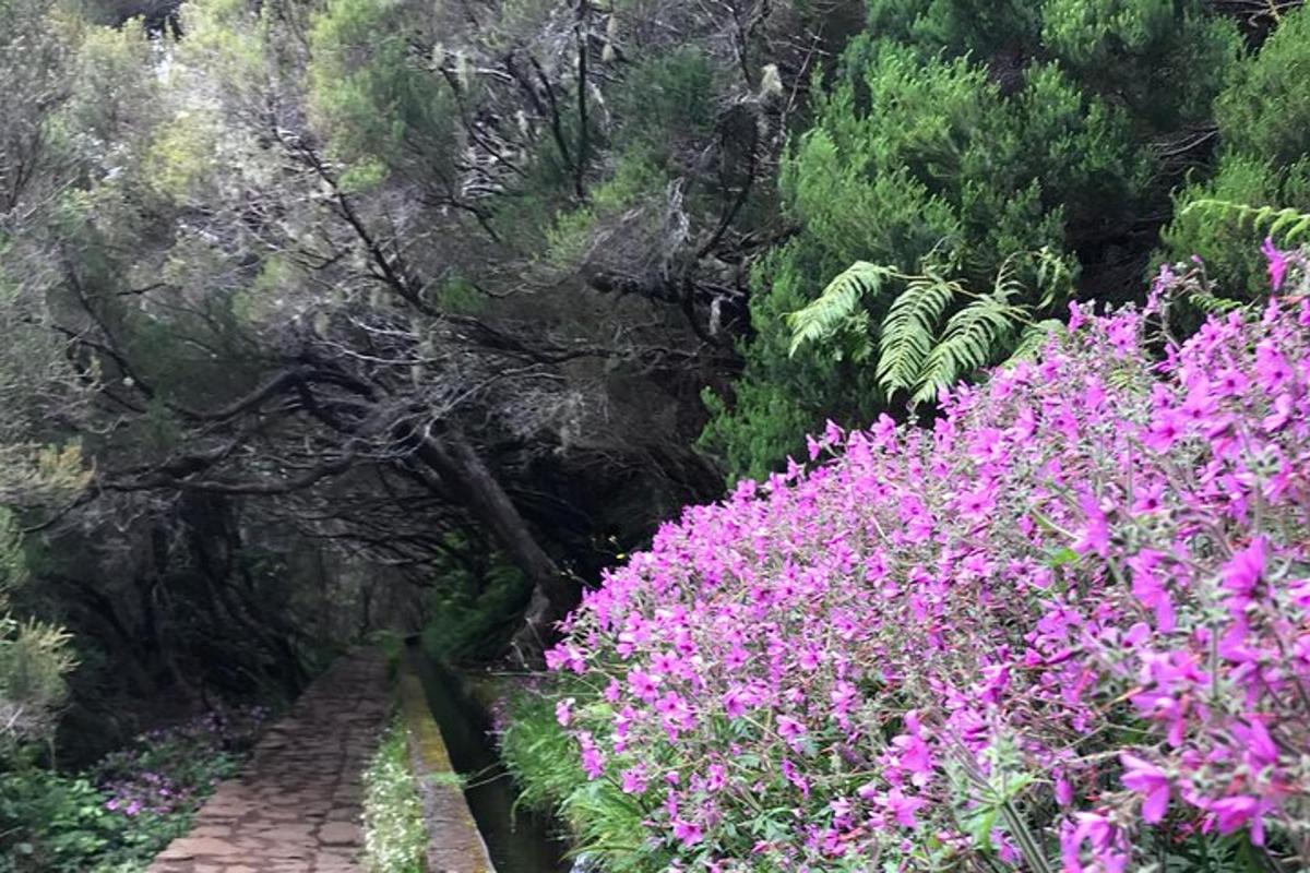 un sentiero attraverso un giardino con fiori rosa