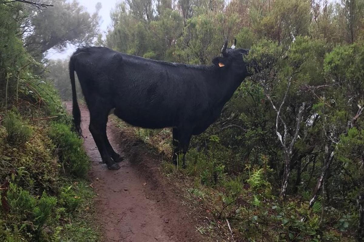 una mucca nera in piedi su una strada sterrata