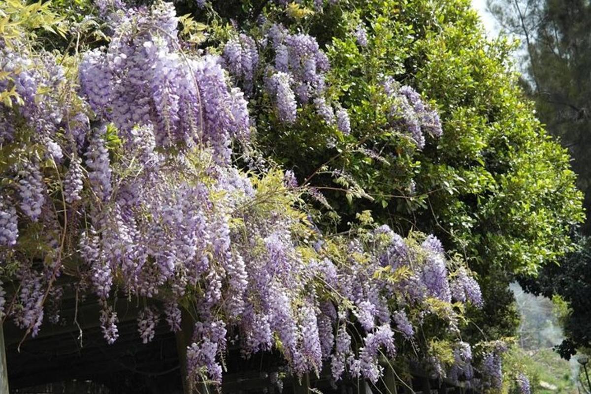 a bunch of purple flowers hanging from a tree