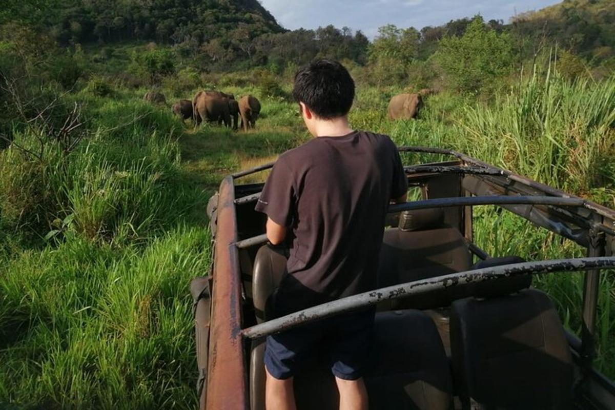 a man standing in the back of a truck watching elephants