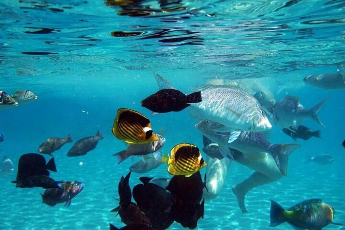 un gruppo di pesci che nuotano nell'acqua