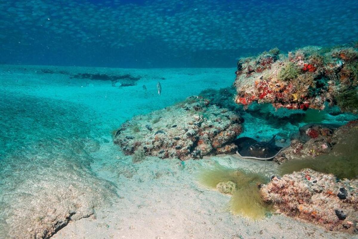 korálový útes s osobou v oceánu