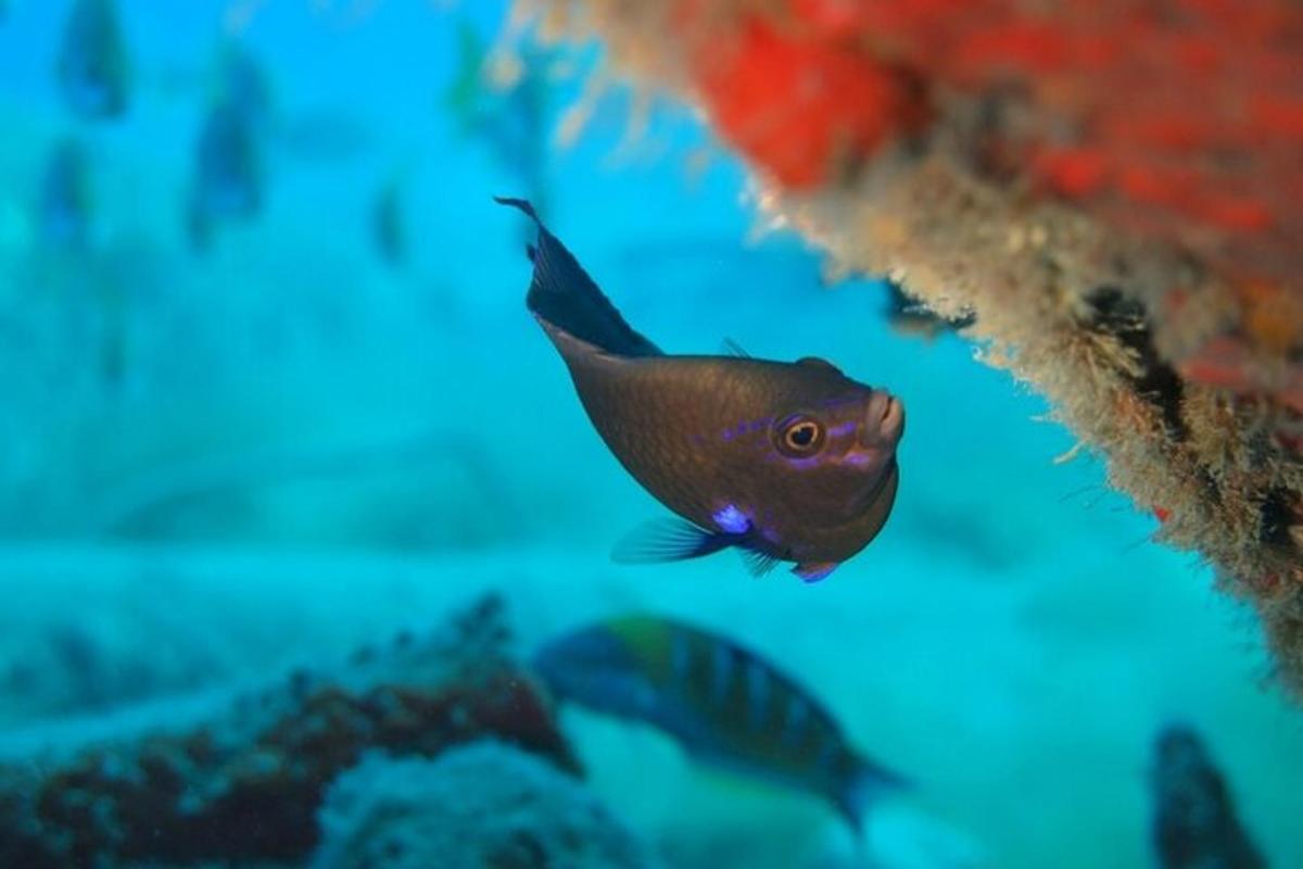 un pesce marrone in un acquario