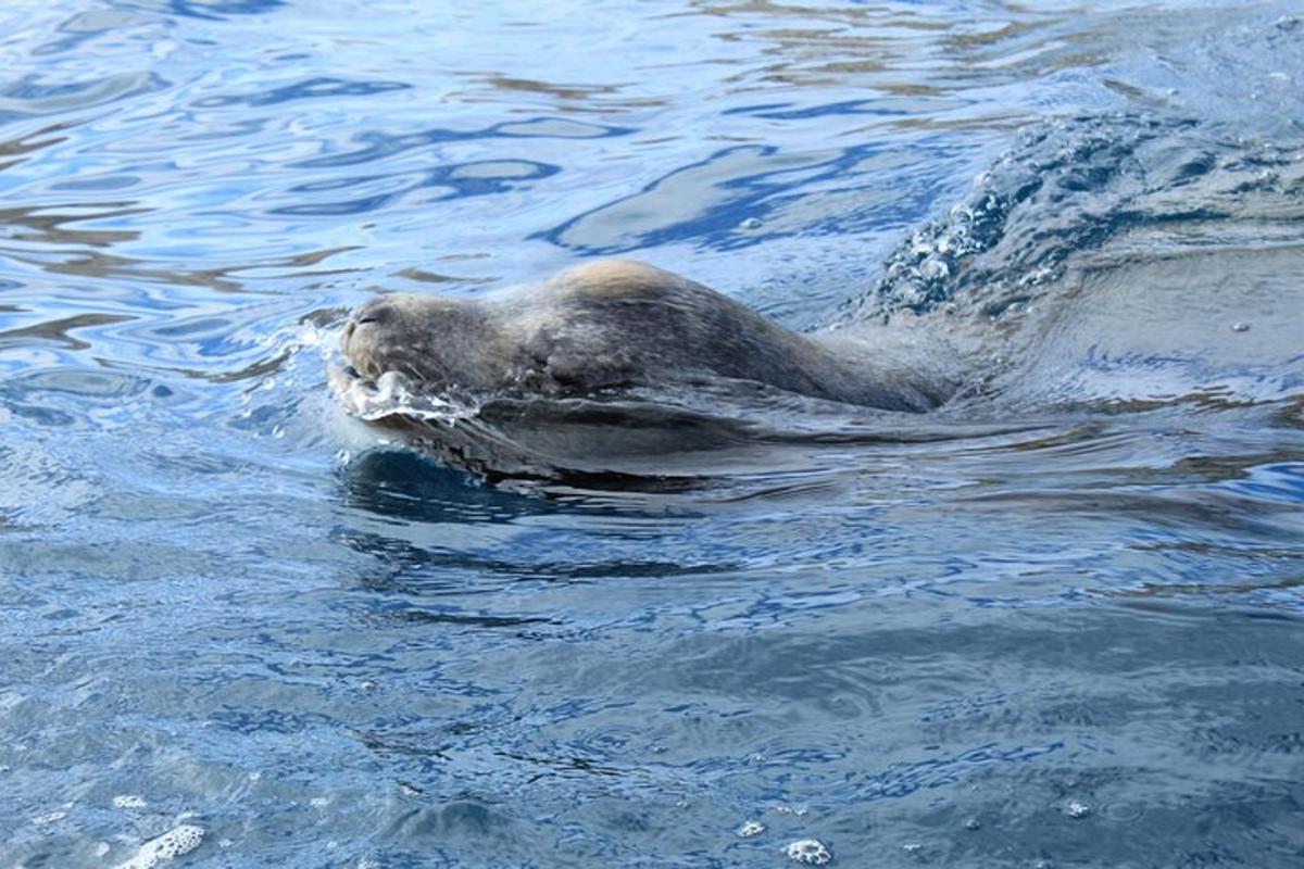 a polar bear swimming in the water