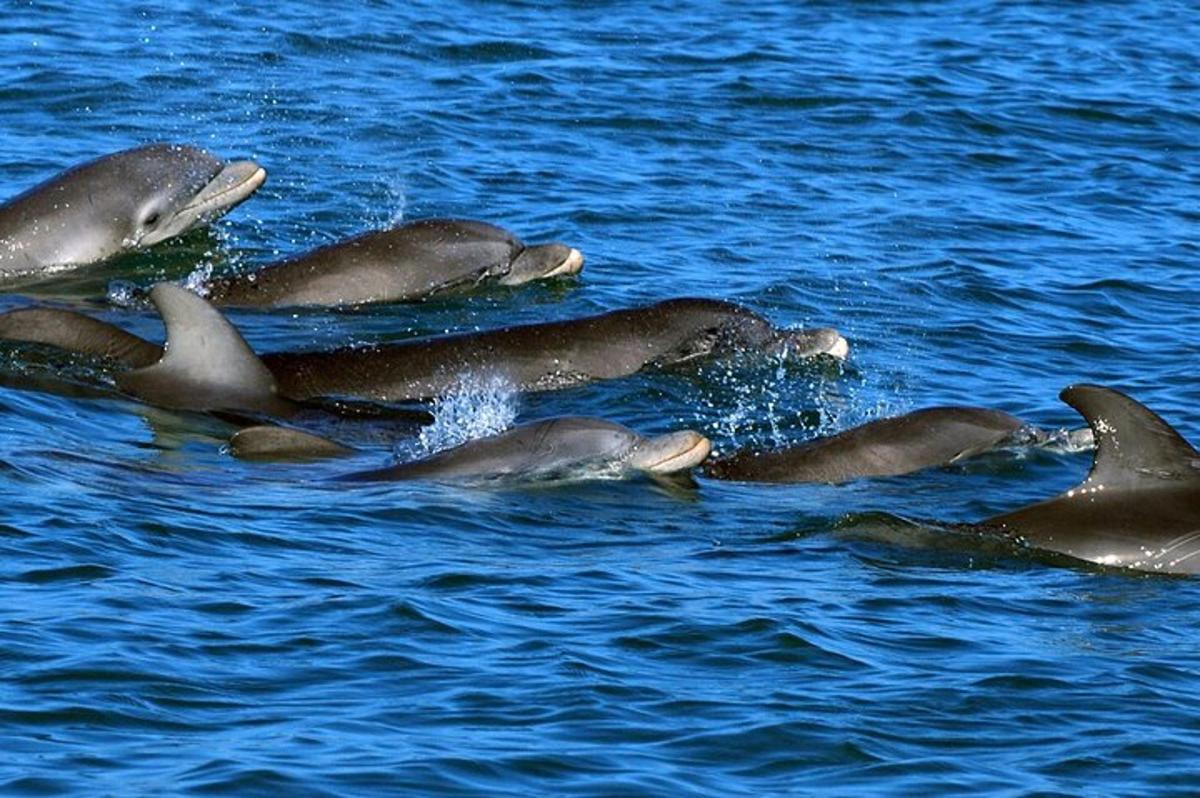 a group of dolphins swimming in the water
