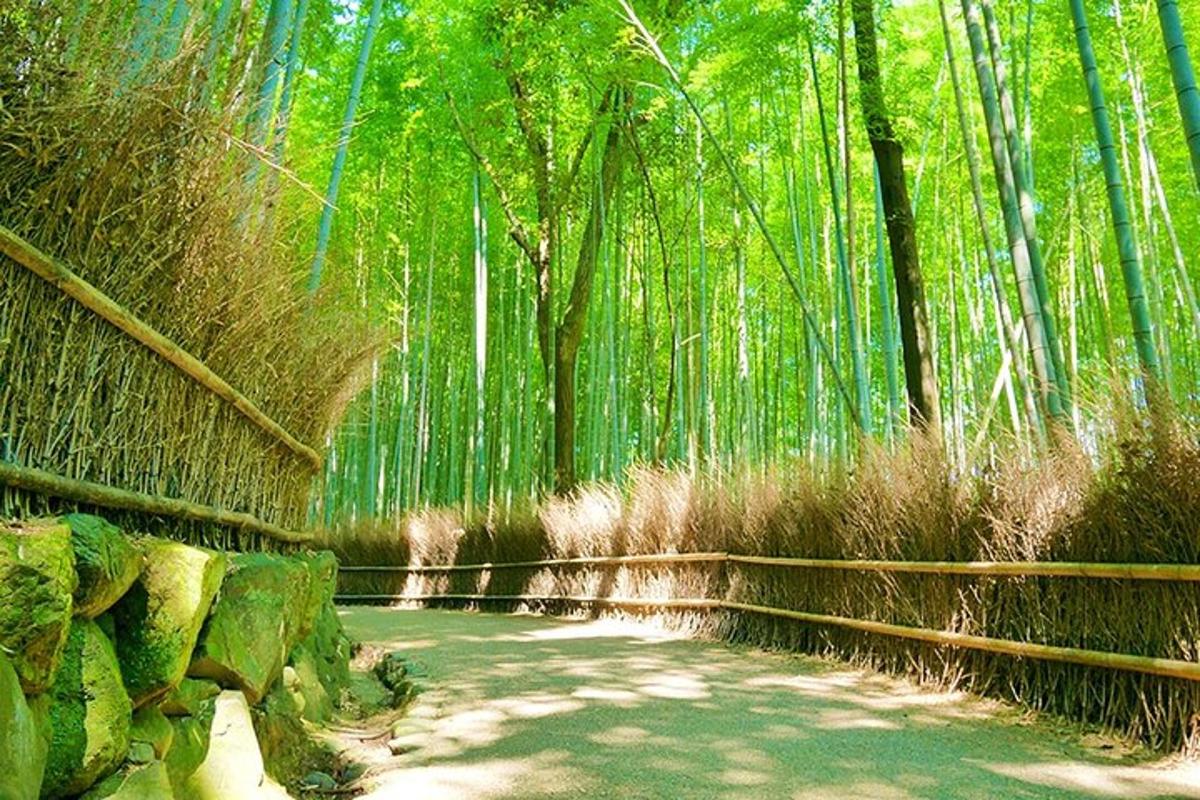 một khu rừng tre với một con đường đất