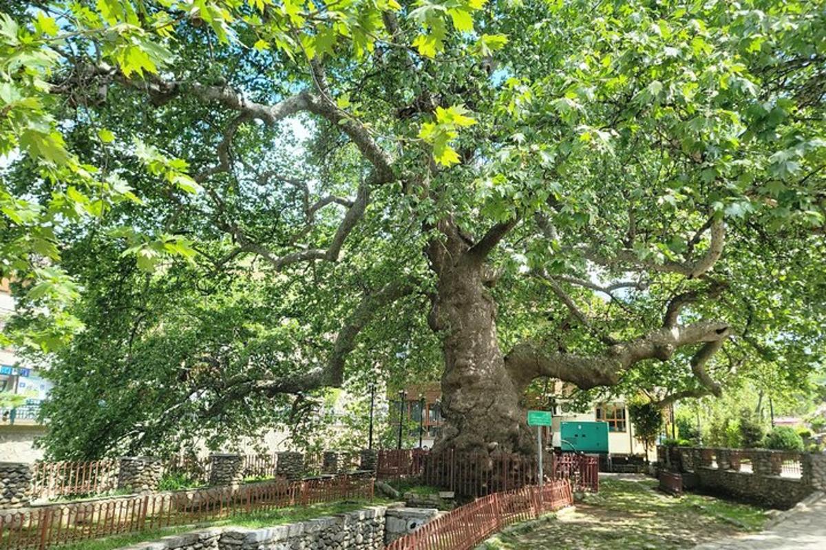 un árbol grande delante de una valla