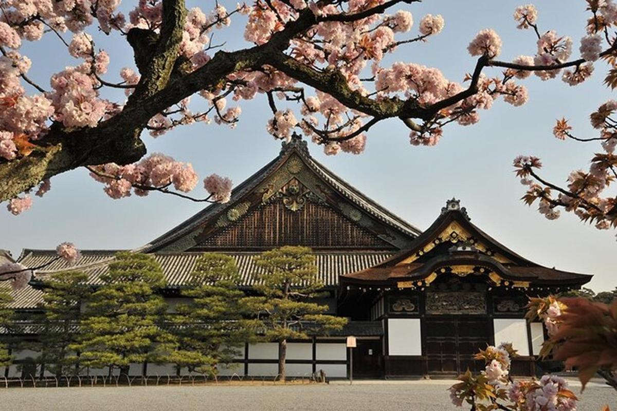 una pagoda con alberi pinkakuraakura di fronte